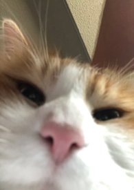 入局